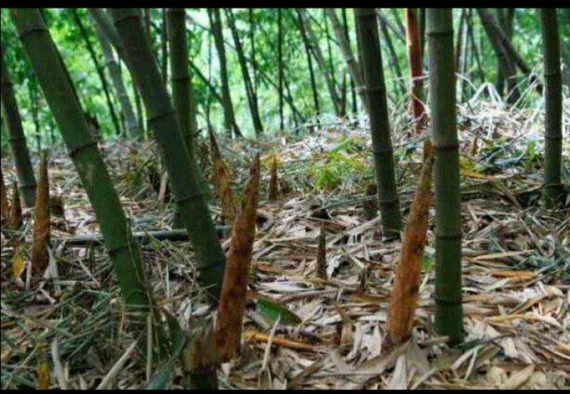 重庆金佛山特产方竹笋