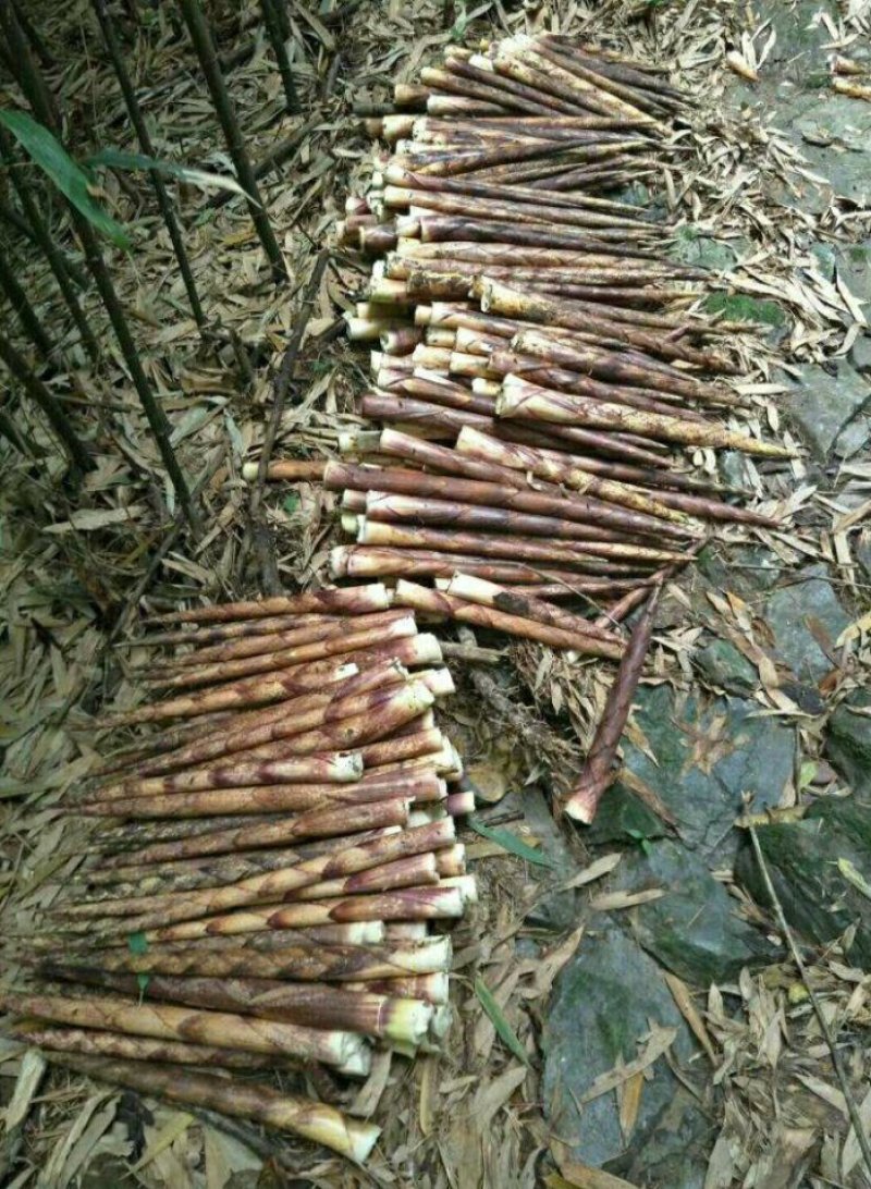 重庆金佛山特产方竹笋