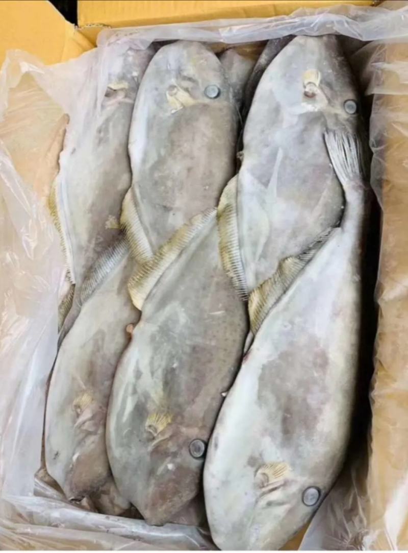 包邮马面鱼扒皮鱼剥皮鱼耗儿鱼冷冻海鲜水产马面鱼