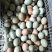 鸡蛋蛋鸡土鸡蛋乌鸡蛋绿壳蛋