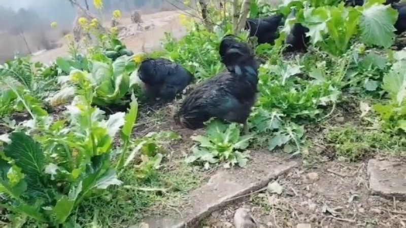 鸡蛋蛋鸡土鸡蛋乌鸡蛋绿壳蛋