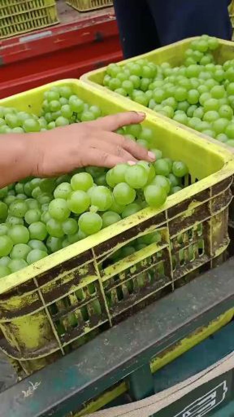 青无核8611大量上市了，可走罐头厂，可走商品果，颗粒大