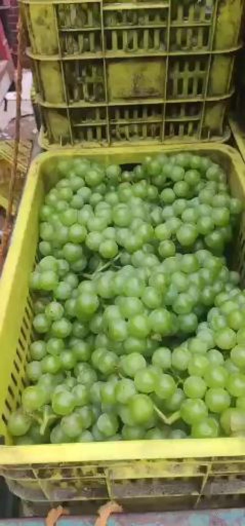 青无核8611大量上市了，可走罐头厂，可走商品果，颗粒大