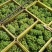 青无核8611大量上市了，可走罐头厂，可走商品果，颗粒大