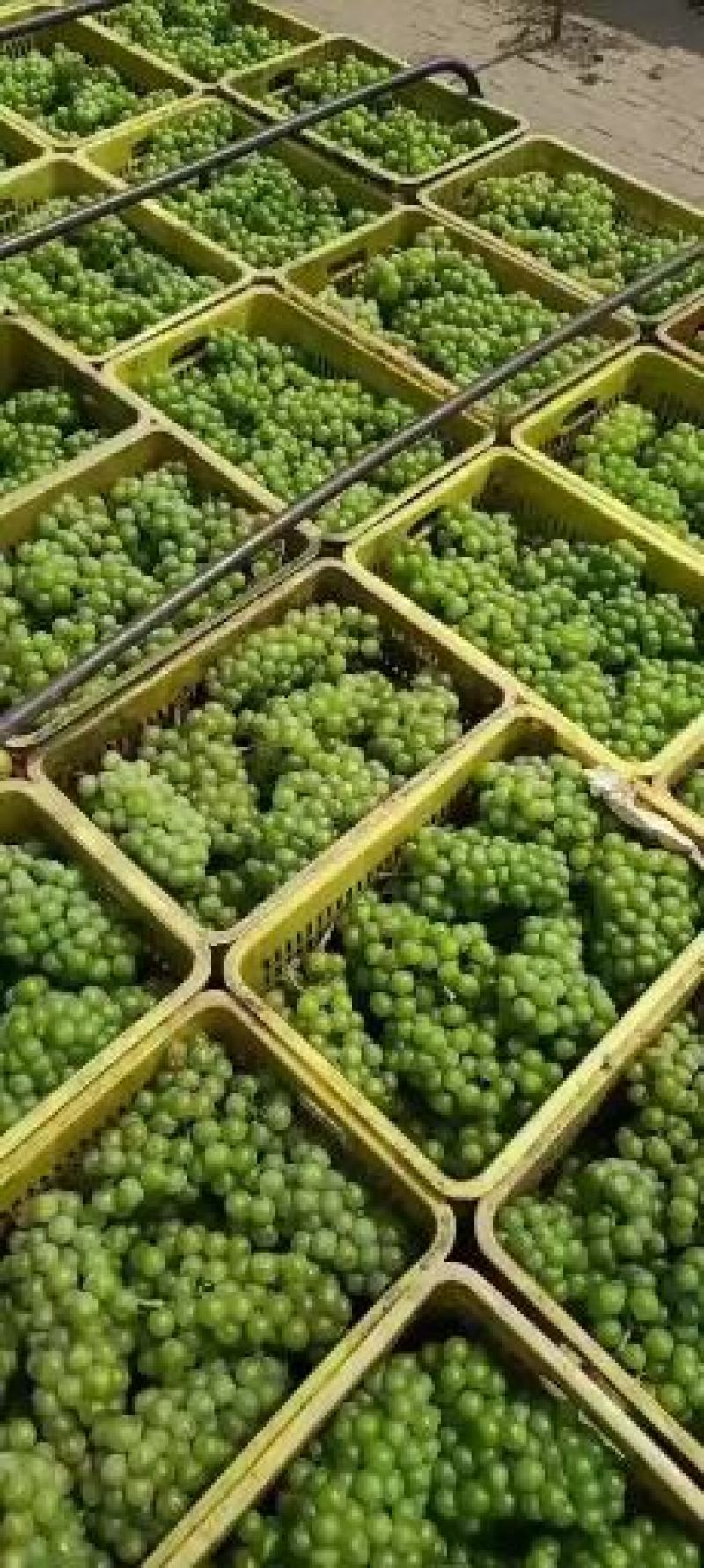 青无核8611大量上市了，可走罐头厂，可走商品果，颗粒大