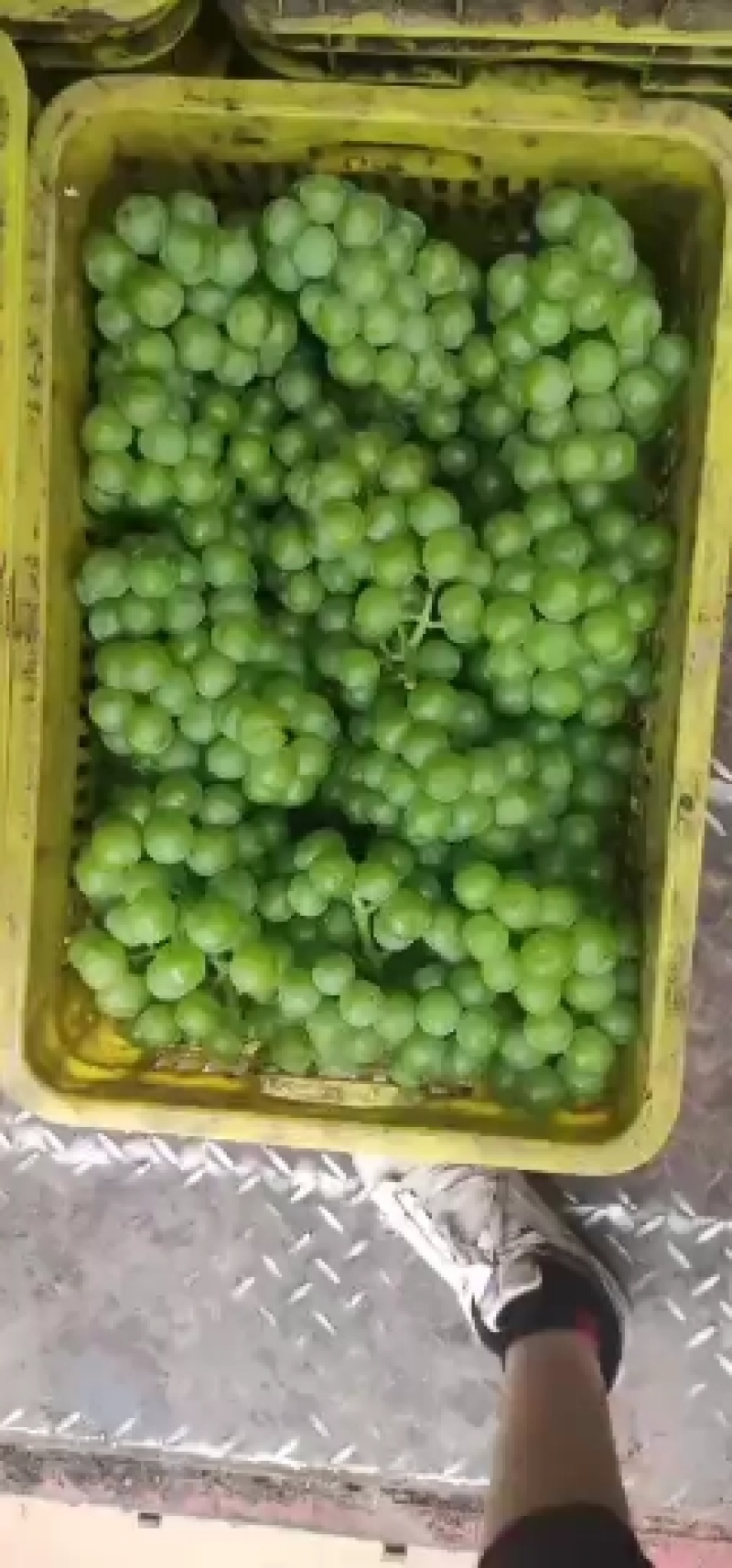 青无核8611大量上市了，可走罐头厂，可走商品果，颗粒大