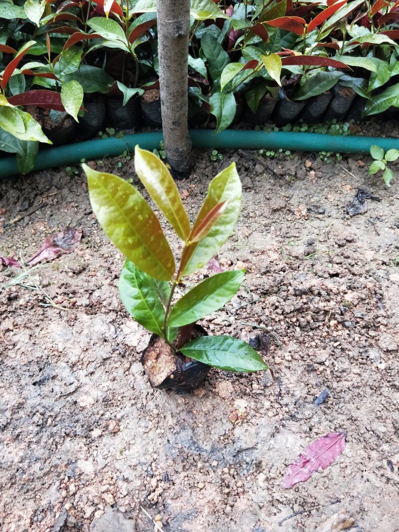 红背桂，销售3斤袋，七斤袋