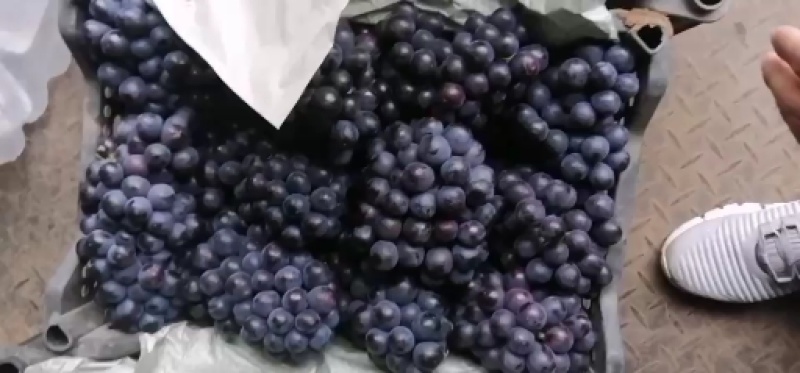 夏黑葡萄大量上市，精品夏黑大量上货中，颗粒大，口感甜，