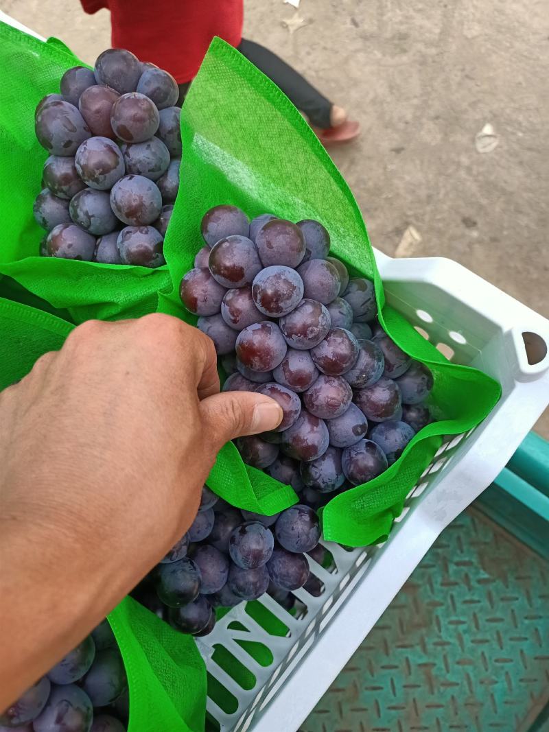 夏黑葡萄大量上市，精品夏黑大量上货中，颗粒大，口感甜，