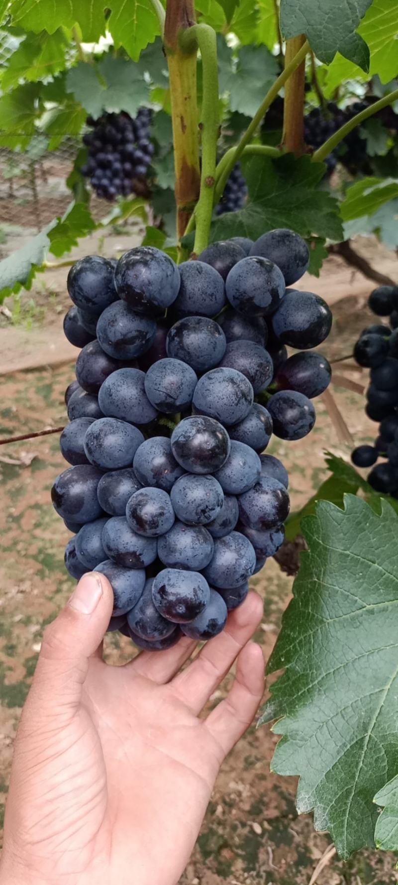 夏黑葡萄大量上市，精品夏黑大量上货中，颗粒大，口感甜，