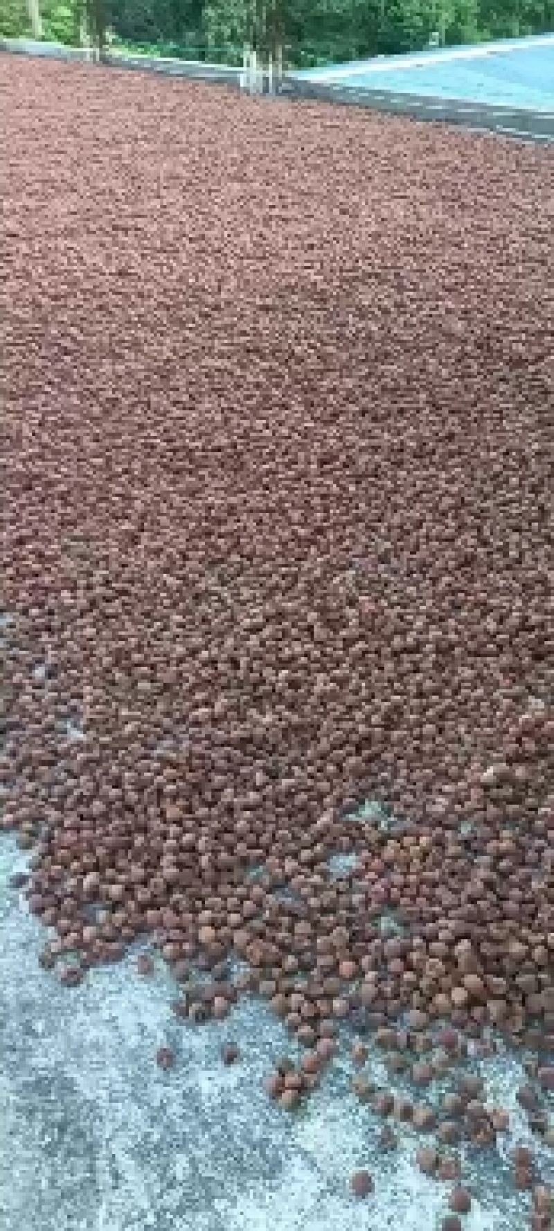 源头厂家批发产地优质桂味荔枝干