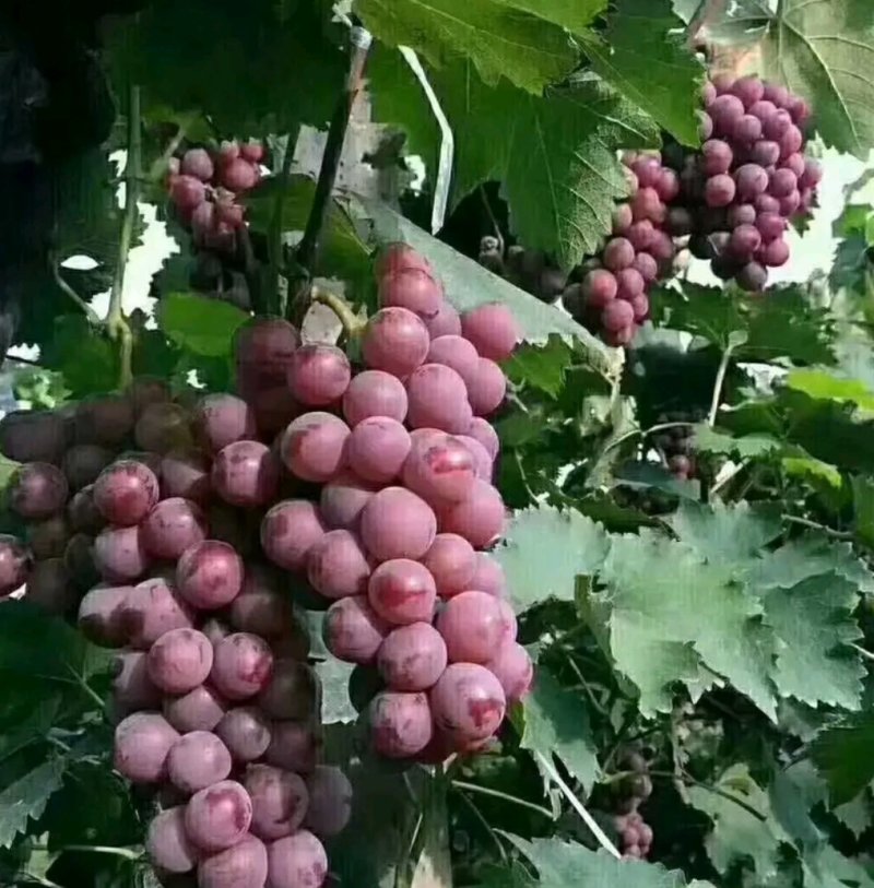 威县国美老六巨峰葡萄代收
