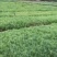 云南松苗，云南松杯苗，基地直销，证件齐全