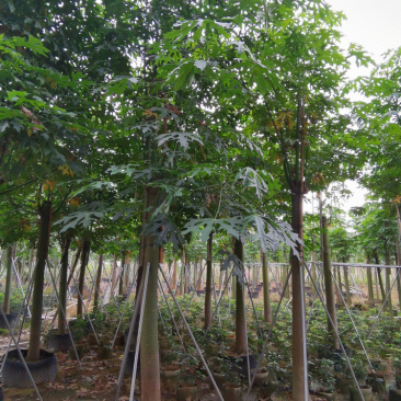 澳洲火焰木各种规格现货出售