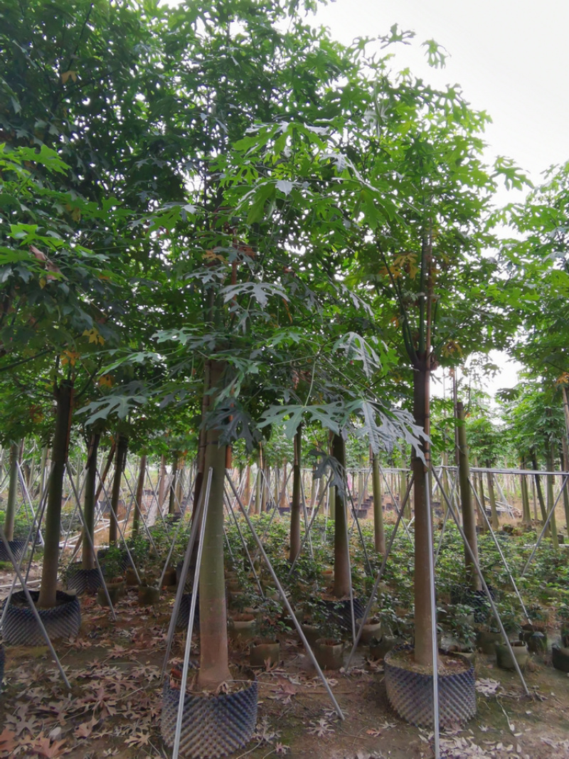 澳洲火焰木各种规格现货出售