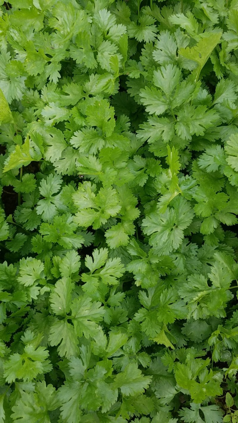 香菜（威宁香菜，品质好）