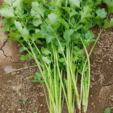 香菜（威宁香菜，品质好）