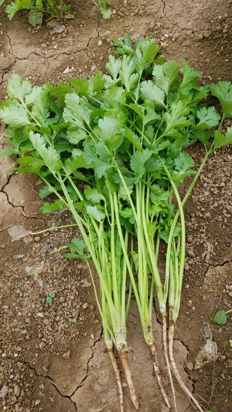 香菜（威宁香菜，品质好）