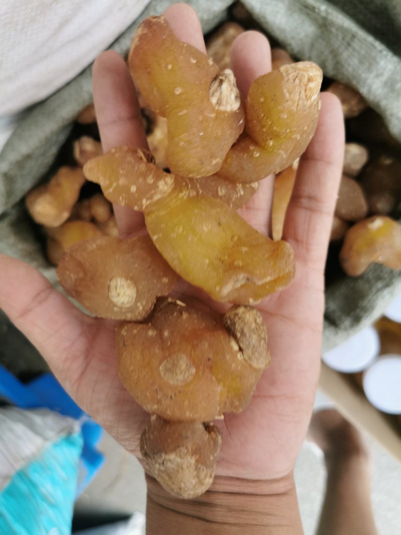 黄精黄精个产地直销量大从优一手货源