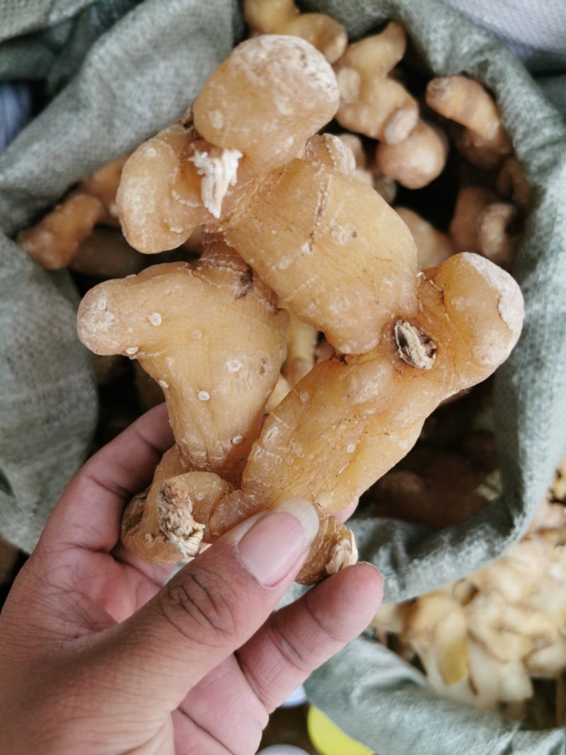黄精黄精个产地直销量大从优一手货源