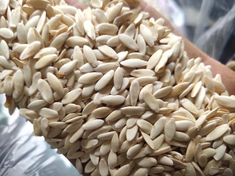 黄瓜子水洗新货干净无杂质关书药业