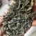 柴胡柴胡苗竹节柴胡新货颜色绿关书药业