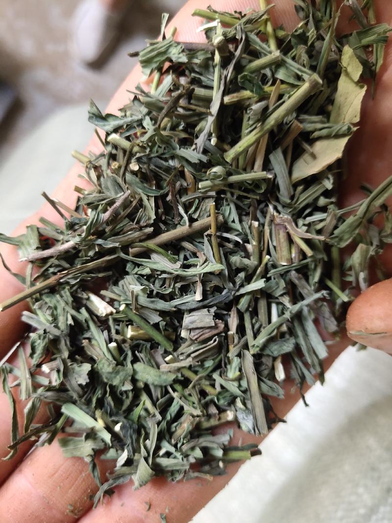 柴胡柴胡苗竹节柴胡新货颜色绿关书药业