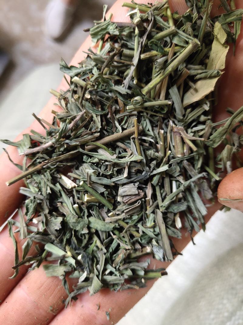 柴胡柴胡苗竹节柴胡新货颜色绿关书药业