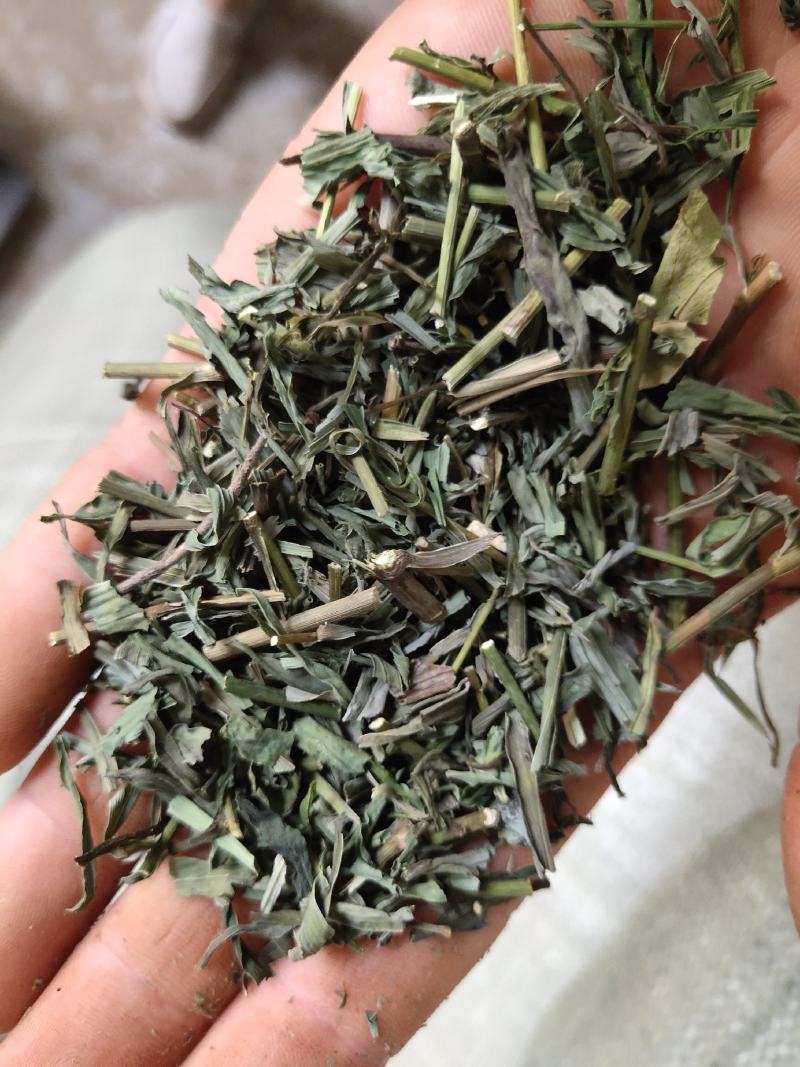 柴胡柴胡苗竹节柴胡新货颜色绿关书药业
