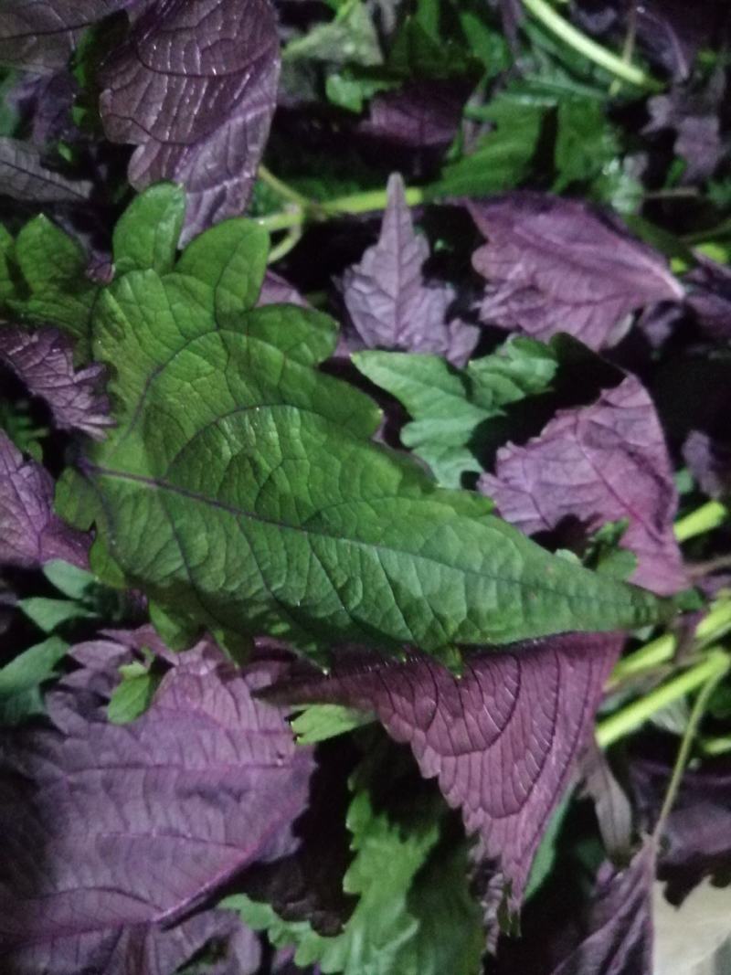 紫苏叶，紫苏鲜货干货正在下单