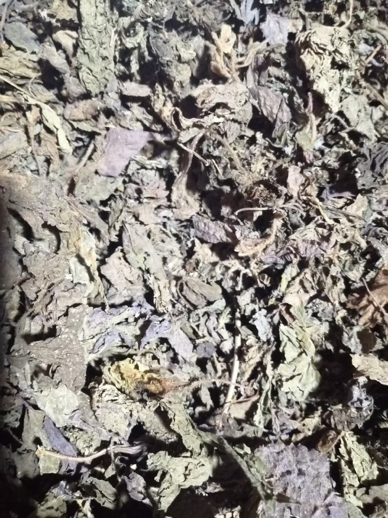 紫苏叶，紫苏鲜货干货正在下单