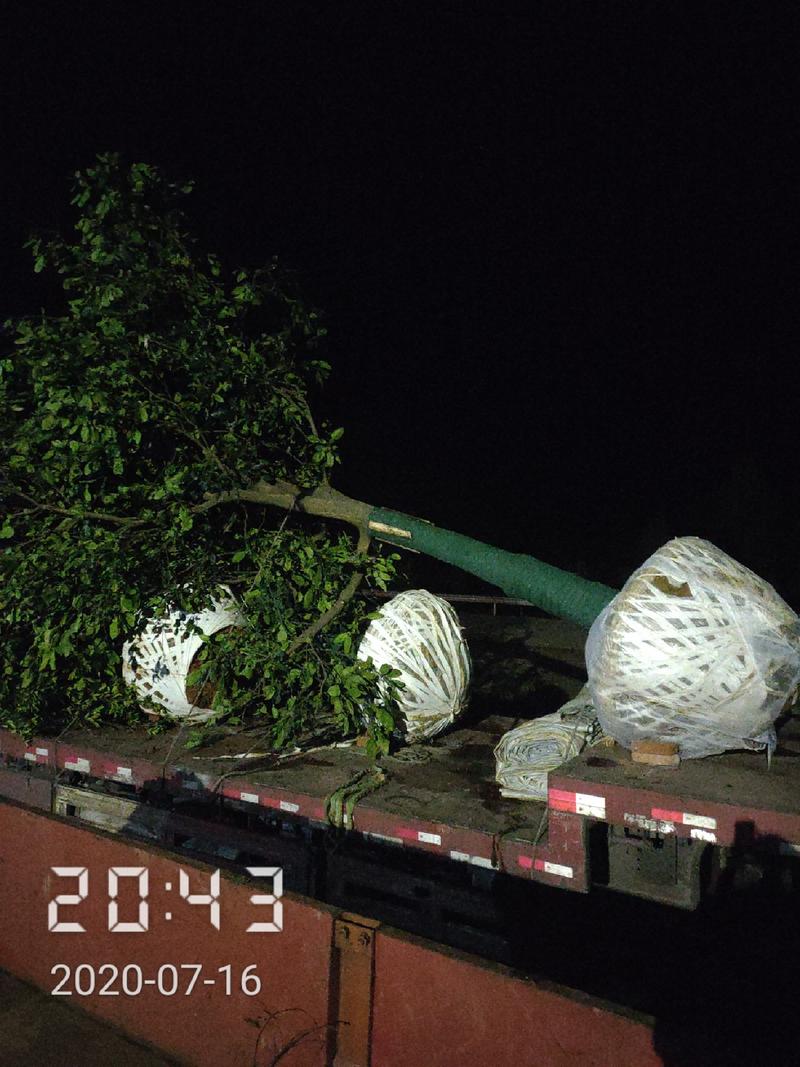 24公分以上的柚子树，杆直冠圆支持线上保障交易