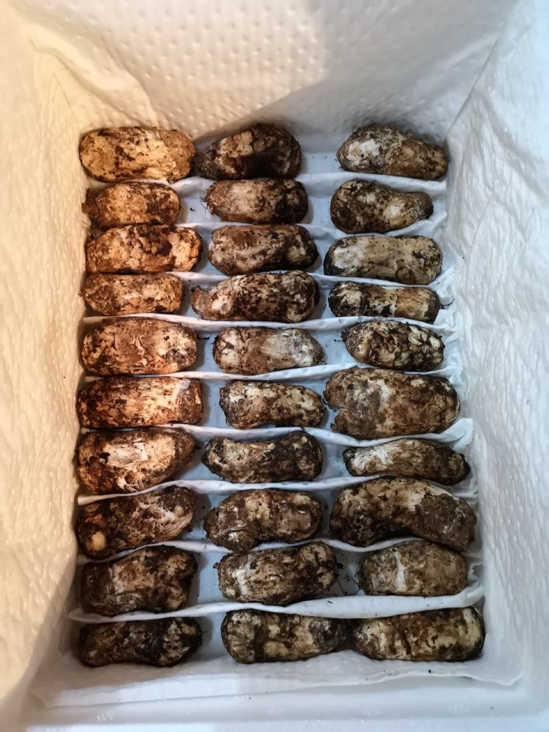 香格里拉新鲜松茸3-5cm产地一件代发批发包邮
