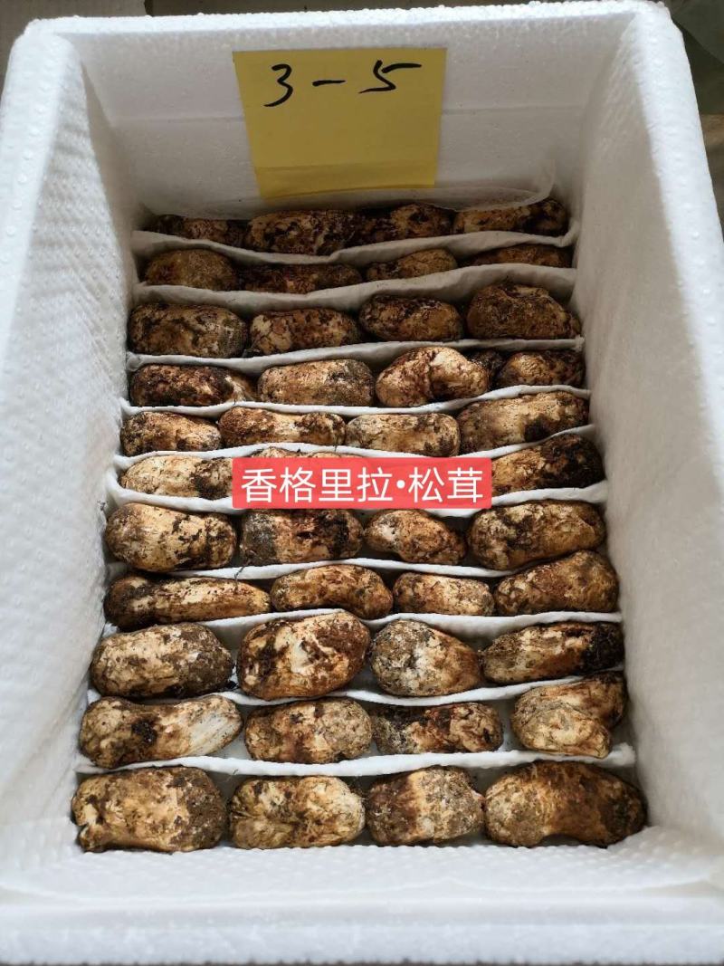 香格里拉新鲜松茸3-5cm产地一件代发批发包邮