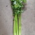 法国皇后芹菜《大棚种植》