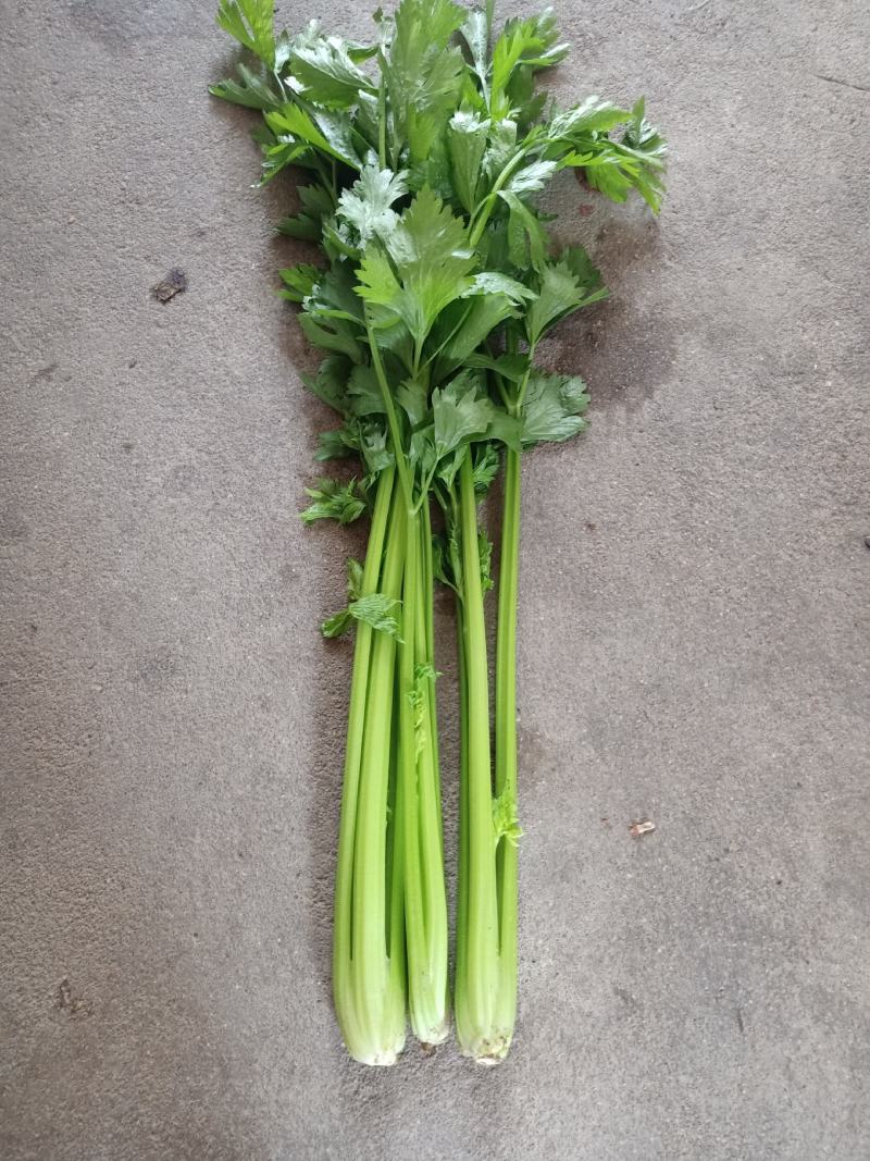 法国皇后芹菜《大棚种植》
