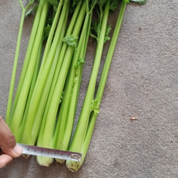 法国皇后芹菜《大棚种植》
