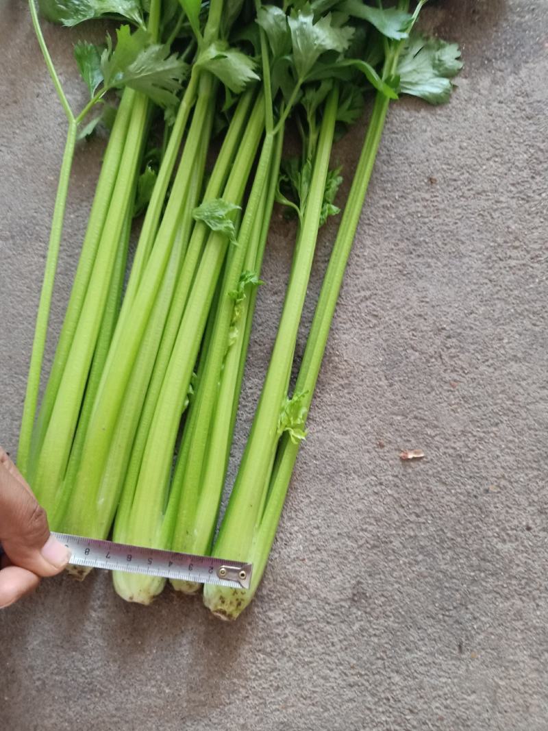 法国皇后芹菜《大棚种植》