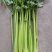 法国皇后芹菜《大棚种植》