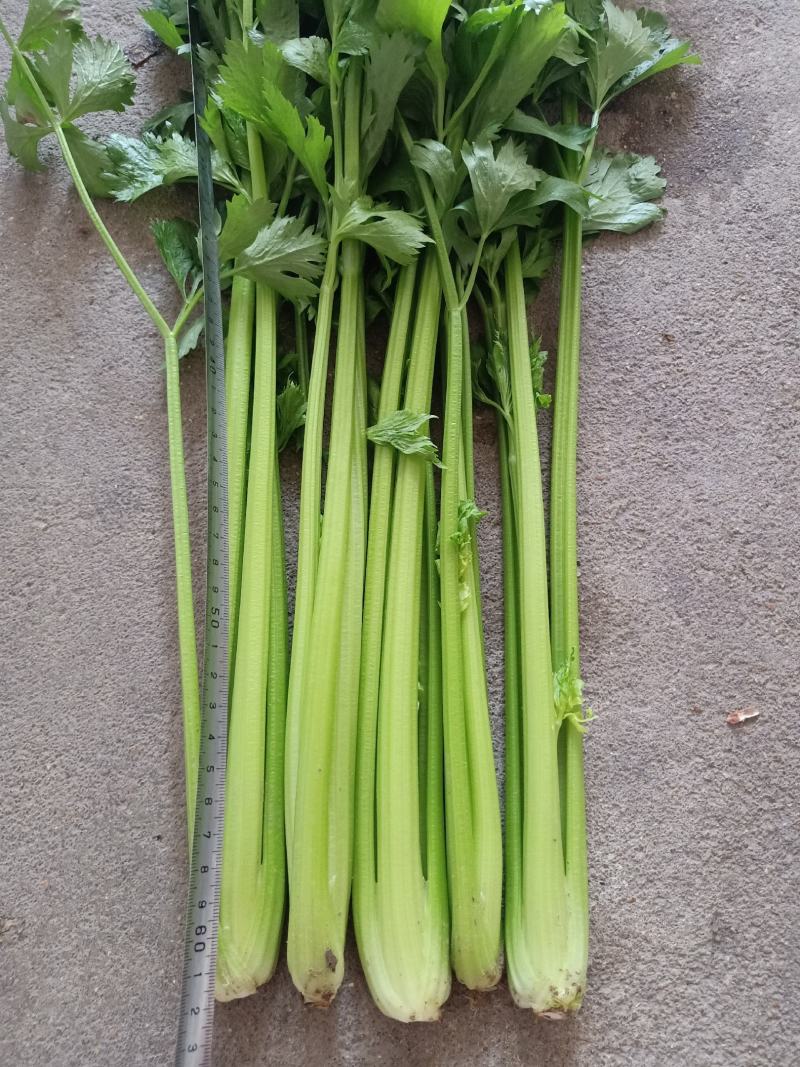 法国皇后芹菜《大棚种植》