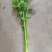 法国皇后芹菜《大棚种植》