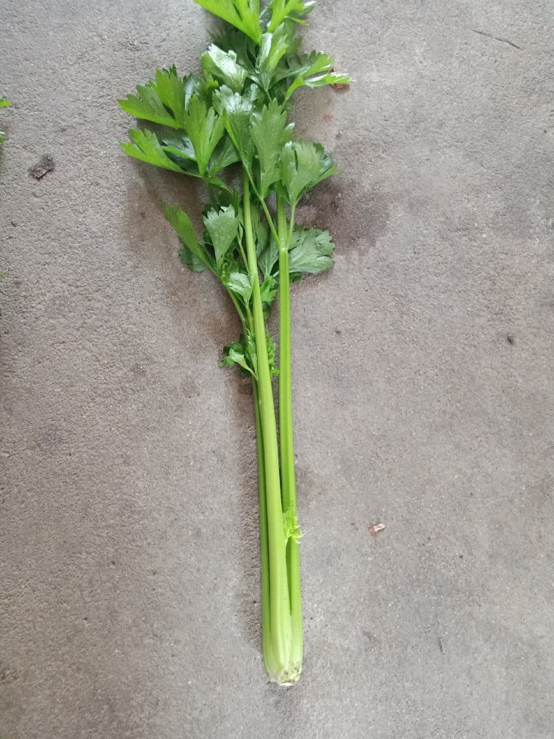 法国皇后芹菜《大棚种植》