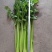法国皇后芹菜《大棚种植》