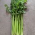法国皇后芹菜《大棚种植》