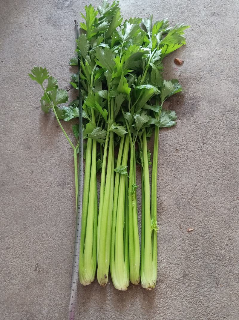 法国皇后芹菜《大棚种植》
