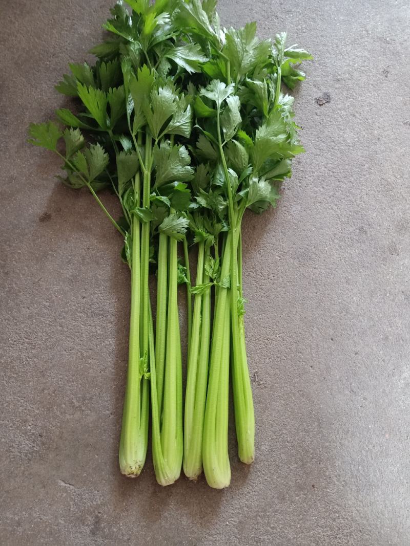 法国皇后芹菜《大棚种植》