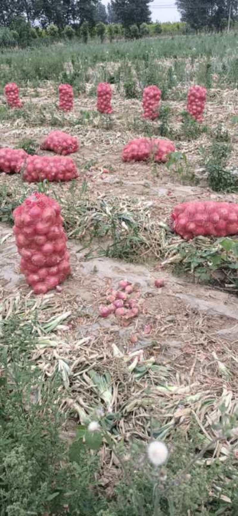 大量供应二红洋葱鲜货，有要的联系