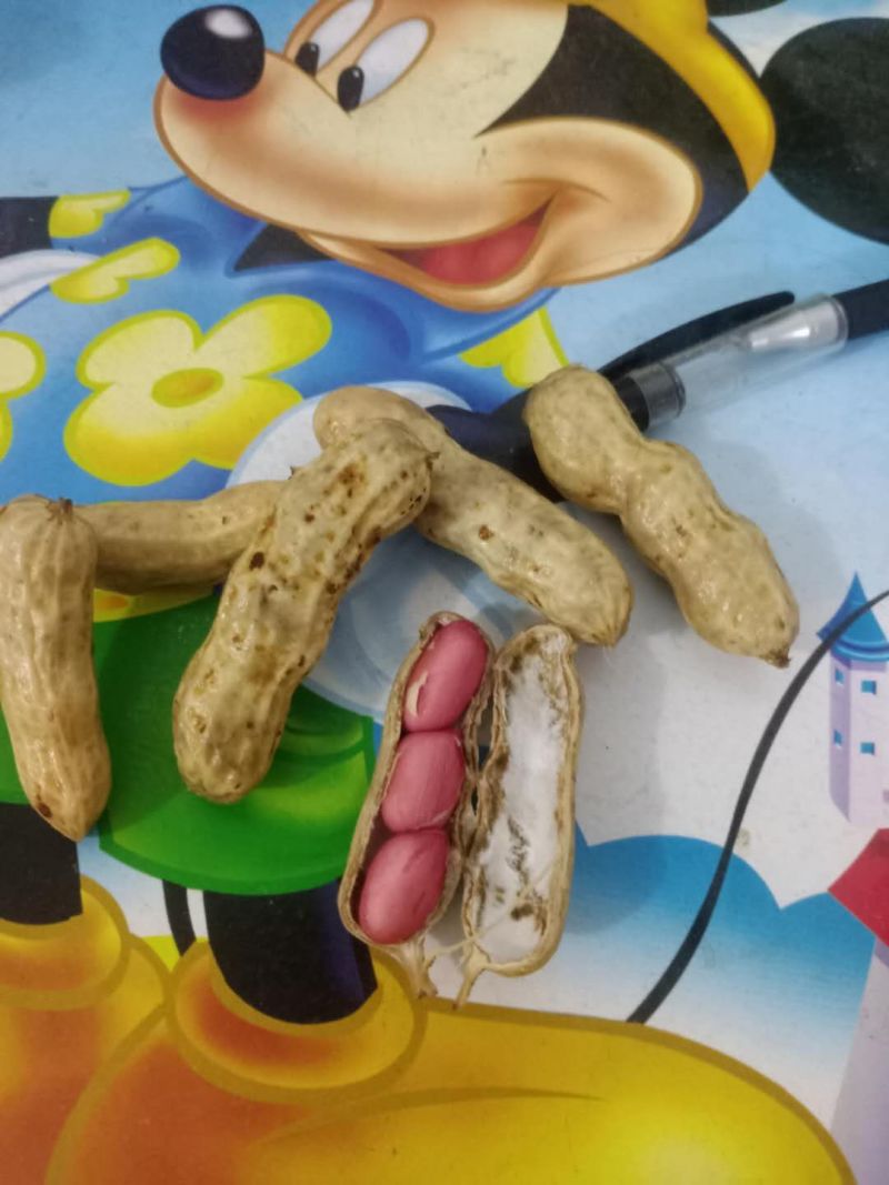 鲜花生大量上市量大，品质好，去尾巴，饱满