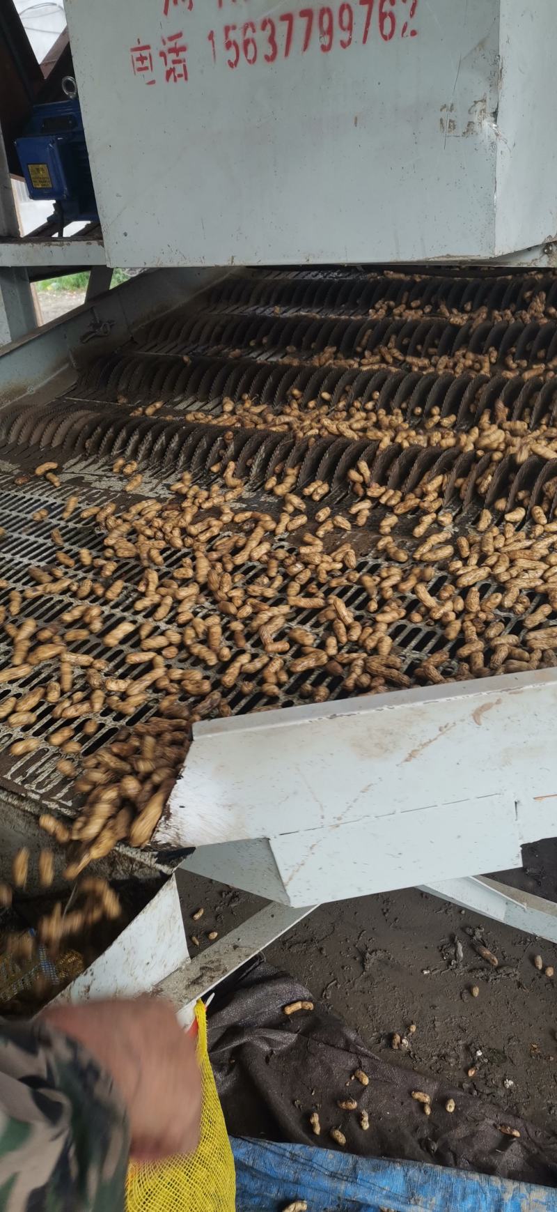 鲜花生大量上市量大，品质好，去尾巴，饱满
