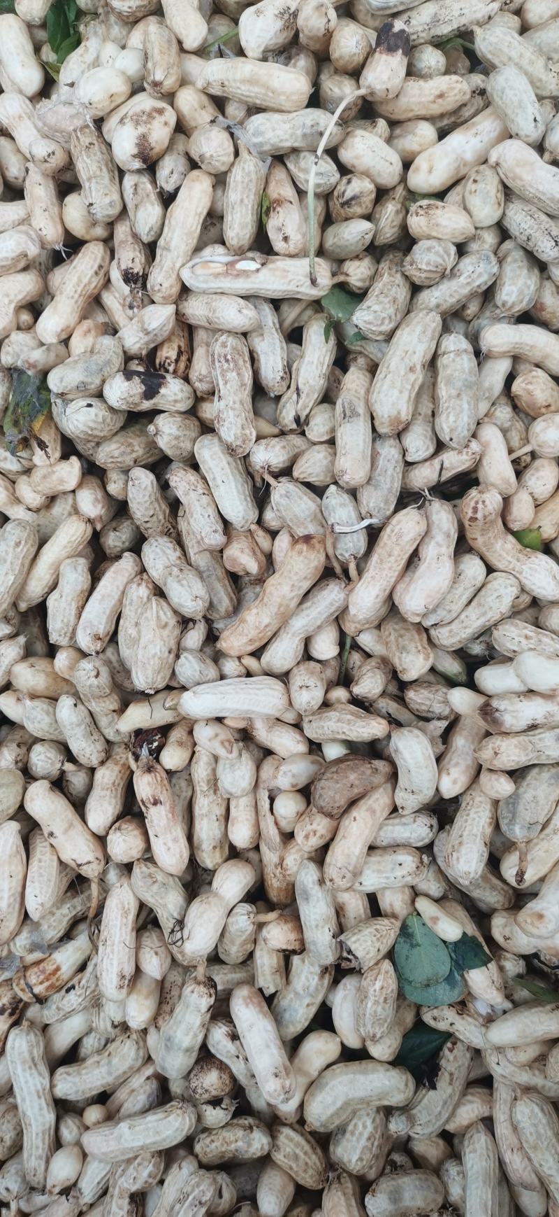 鲜花生大量上市量大，品质好，去尾巴，饱满